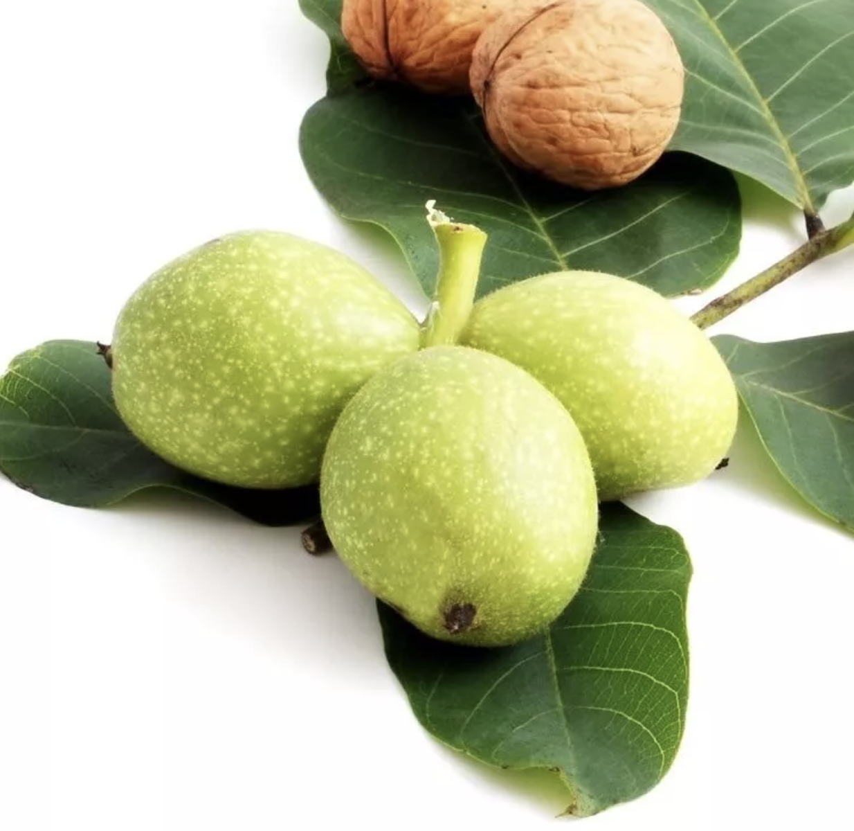 Walnusskerne 2,5 kg, Bio, Rohkost Walnusskerne 2,5 kg, Bio, Rohkost