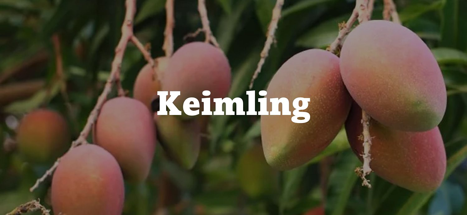Keimling kaufen Keimling kaufen